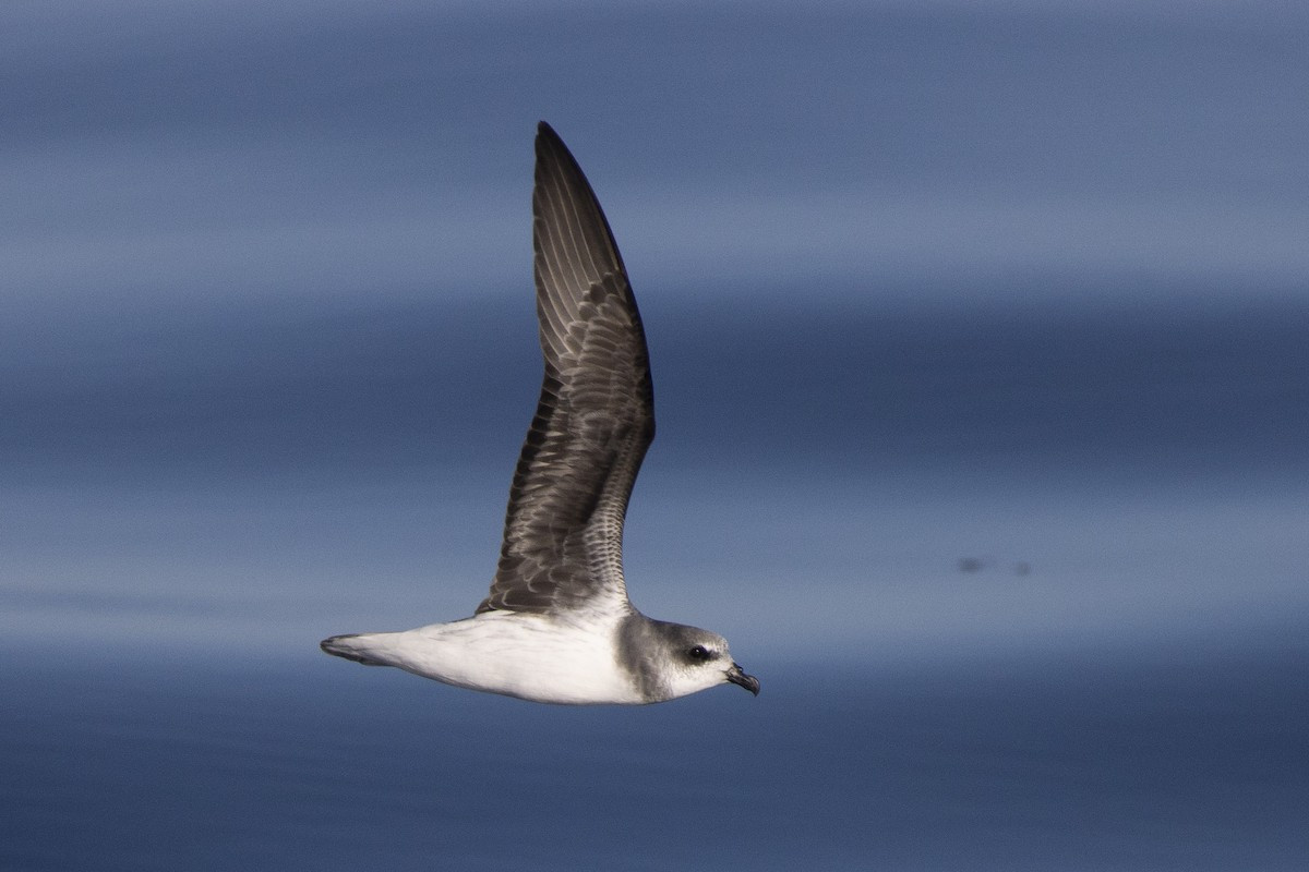 image Soft-plumaged Petrel